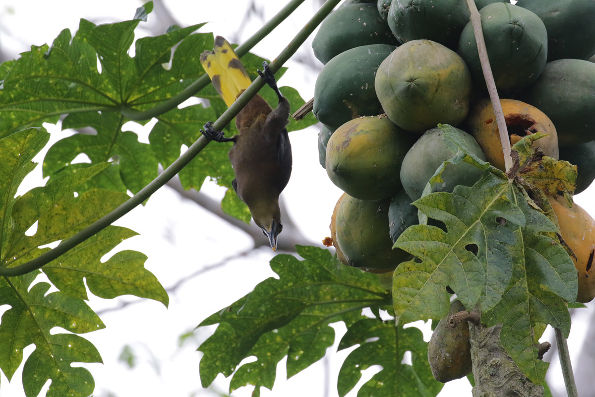 Oropendola